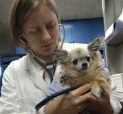 A veterinarian examines a small dog