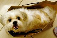 A dog in a shopping bag
