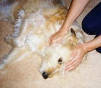 Massaging a dog