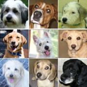 A collage of dogs