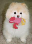 A small, white dog with a toy