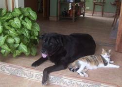 A dog and a cat sitting together