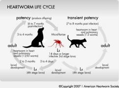 Infro Graph of the heartworm cycle on cats and dogs