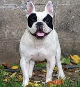 Bugsy the french bulldog stand with tongue out and looking into the camera