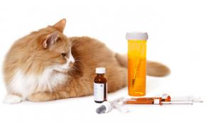 A cat with medications