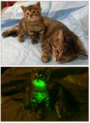 picture off cats sitting in the light looking normal, followed by cats sitting in the dark and glowing green from the inside