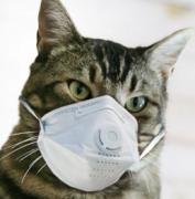 comedic image of a cat with a face mask photoshopped over it's mouth
