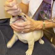 a dog receiving a nasal vaccination
