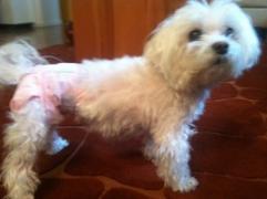 Sophie the dog wearing a diaper