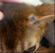 up close shot of a dark spot on cats ear