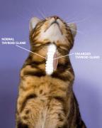 Diagram of a thyroid in a cat