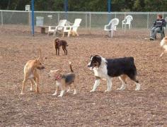 Dogs in a dog park