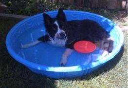a dog laying down in a mini plastic pool filled with water