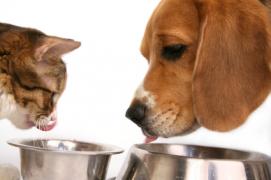A dog and a cat eat pet food out of bowls