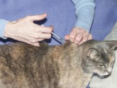 cat getting an insulin shot