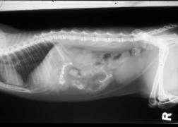 An x-ray of a foreign body in a pet's stomach