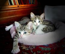 two kittens cuddled up in a cat bed