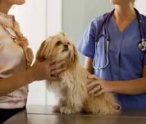A dog being examined by veterinary professionals