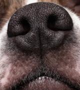 A dog's nose close up