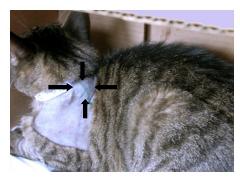 A cat with sarcoma