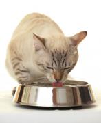 cat eating out of a food bowl