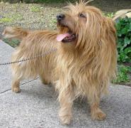 australian terrier with it's tongue out on a leash