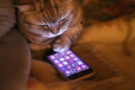a cat looking down at a smartphone with apps on screen, cat has paw near the phone as if it were using it