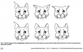 A diagram of cat facial expressions
