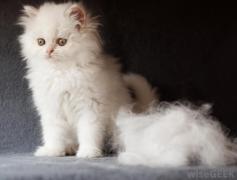 A longhaired cat