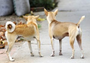 Two dogs stand on the sidewalk with their tails pointed up