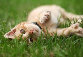 A cat lies in the grass