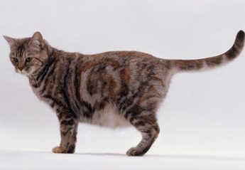 A cat with its tail straight out