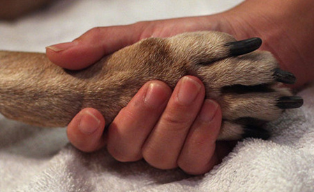 A human hand embracing a dog's paw