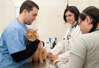 Three veterinary professionals treat a cat