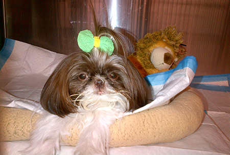 LuLu the dog with a cute bow on her head at Animal Medical Center