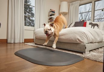 A dog jumping off a bed