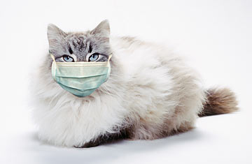 A cat wearing a medical mask
