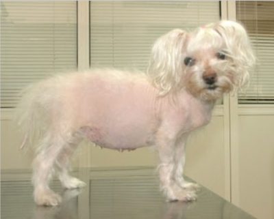 A dog with cushing's disease