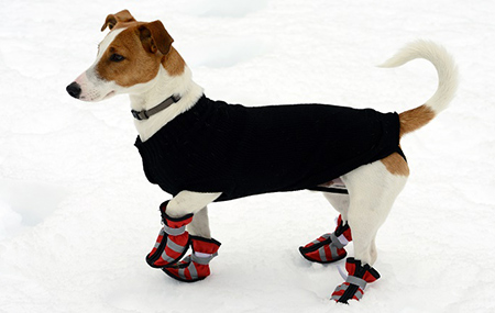 A dog in boots