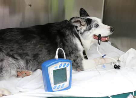 A dog with a pulse oximetry device