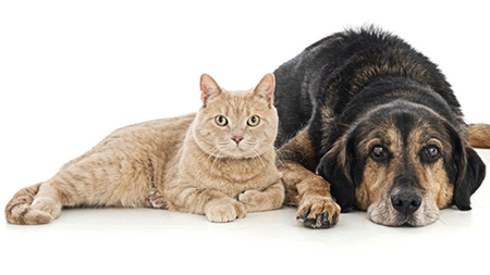 A dog and a cat lying next to each other