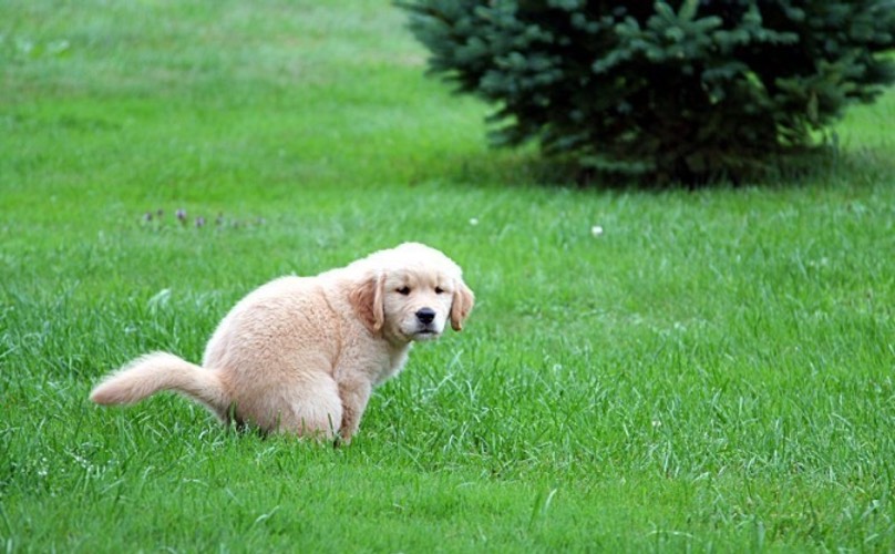 A dog takes a poop on a lawn