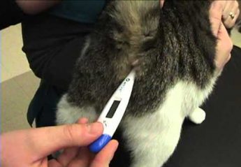 A thermometer inserted into a cat's anus