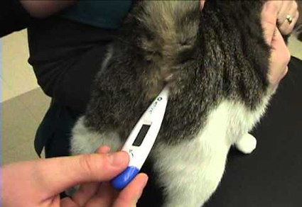 A thermometer inserted into a cat's anus