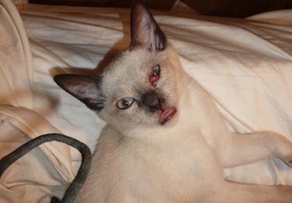 A cat with a swollen eye