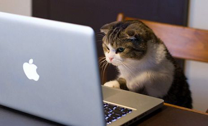 A cat looking at a laptop