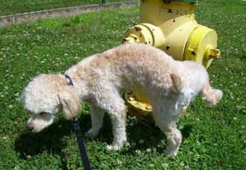A dog pees on a fire hydrant