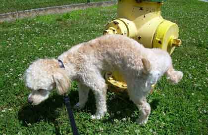 A dog pees on a fire hydrant