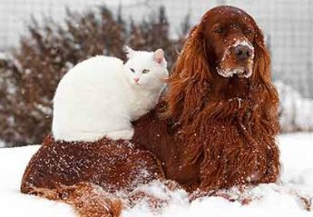 A dog and a cat in the snow