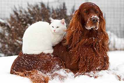 A dog and a cat in the snow